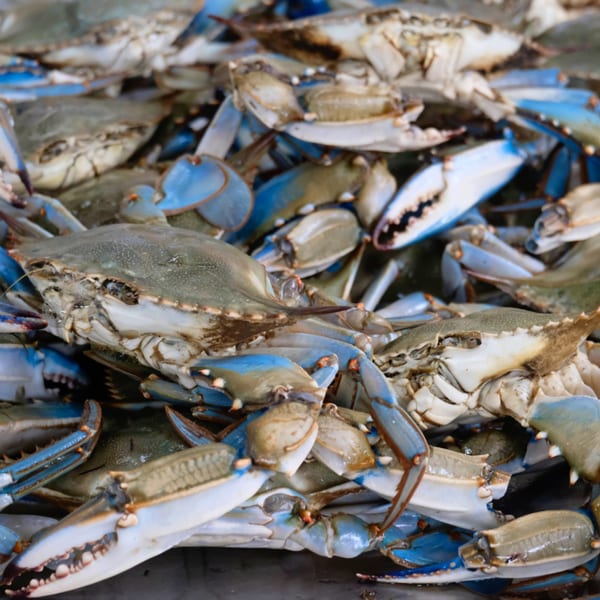 A close-up of a pile of fresh blue crabs with vibrant blue claws and legs.